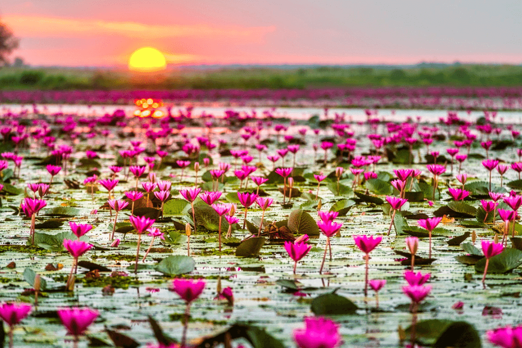 Udon Thani - Thale Bua Daeng [Red Lotus Sea] - Kumphawapi - Nong Han Lake
