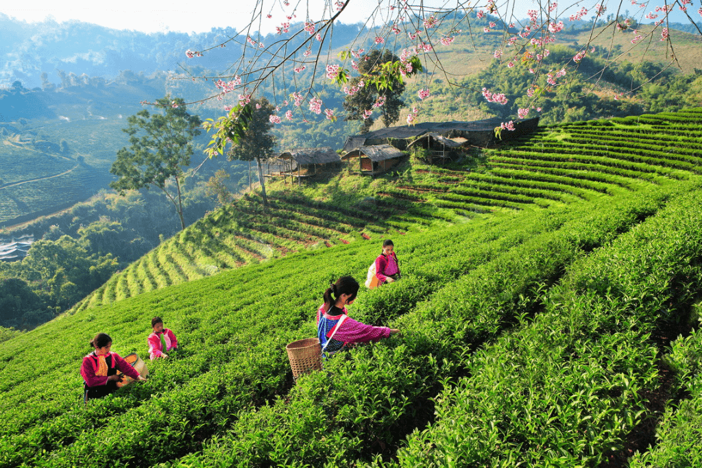 ดอยแม่สลอง Chiang Rai - Doi Mae Salong - Tea Plantation